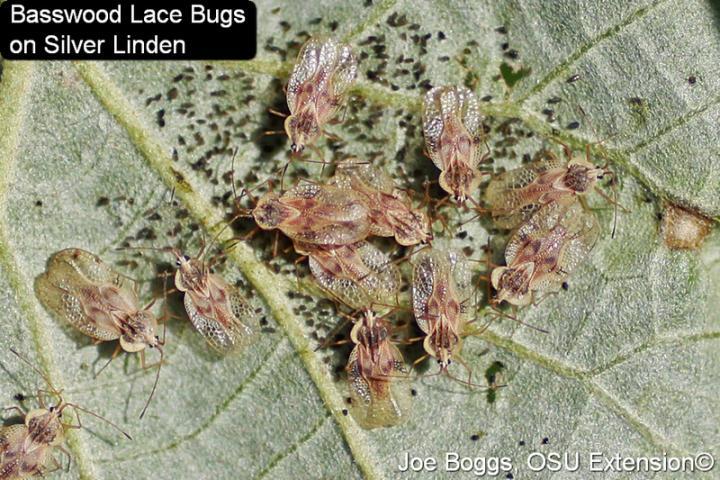 Brasswood Lace Bugs on leaf